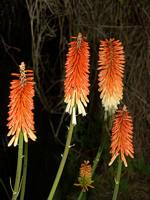 KNIPHOFIA No.7