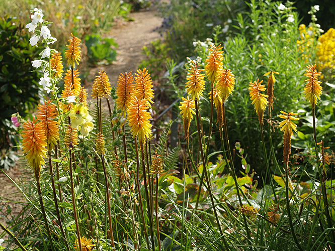 KNIPHOFIA 'RICH ECHOES'