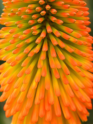 KNIPHOFIA 'BARBIE'