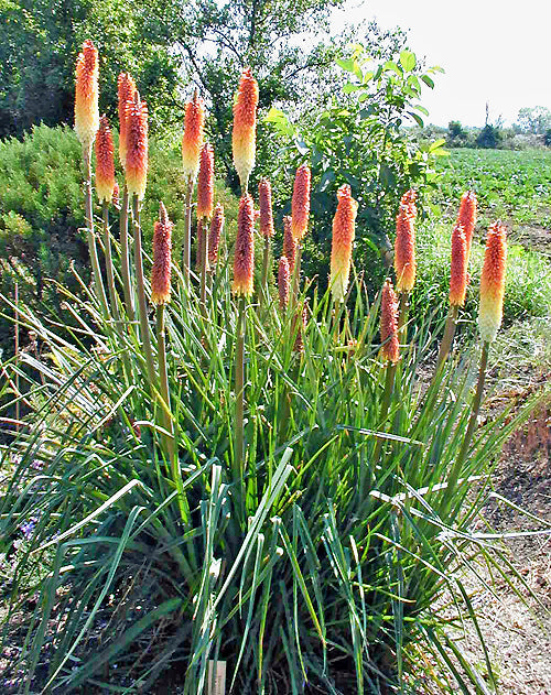 KNIPHOFIA 'PAINTED LADY'