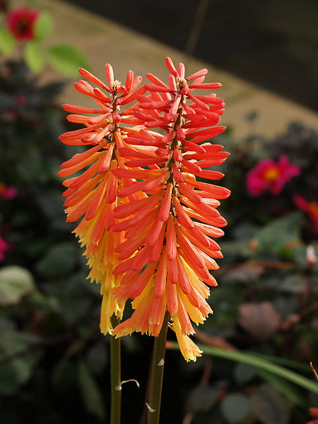 KNIPHOFIA 'SAMUEL'S SENSATION' – Cotswold Garden Flowers