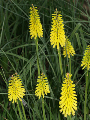 KNIPHOFIA 'SUNNINGDALE YELLOW'