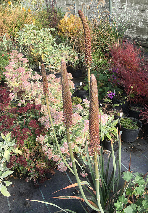 KNIPHOFIA TYPHOIDES