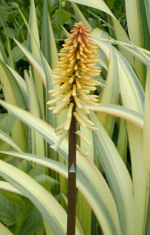 KNIPHOFIA 'BITTER CHOCOLATE'
