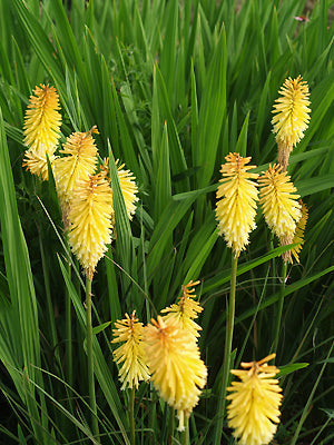 KNIPHOFIA No.9