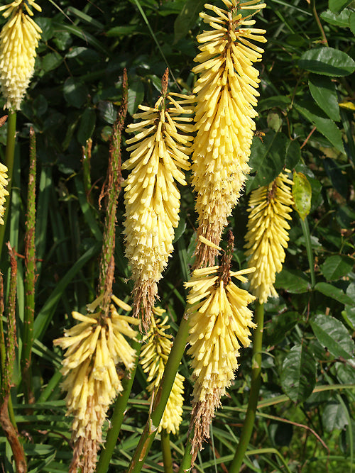 KNIPHOFIA 'AMPLE DWARF'