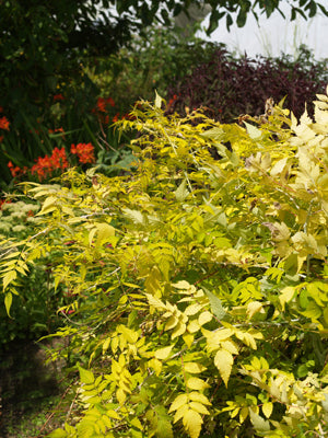 RUBUS COCKBURNIANUS 'GOLDEN VALE'