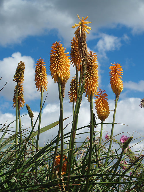 KNIPHOFIA 'APRICOTS'