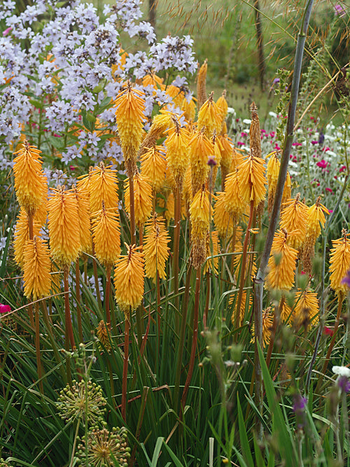 KNIPHOFIA 'BEE'S SUNSET'