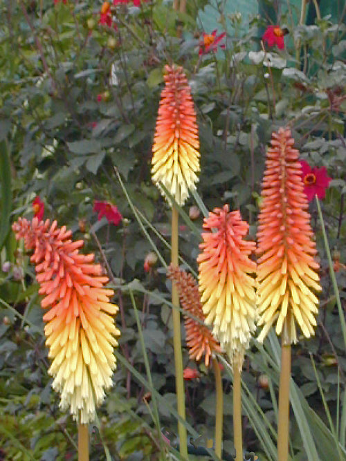 KNIPHOFIA BIColour