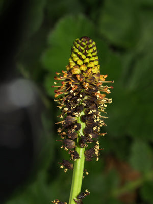 KNIPHOFIA BRACHYSTACHYA