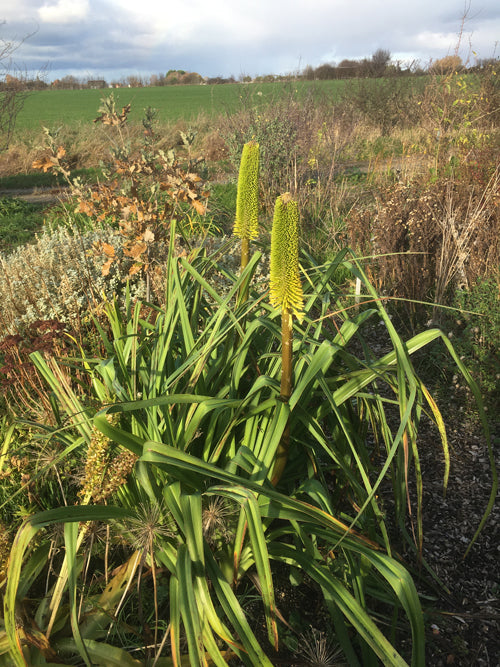 KNIPHOFIA BRUCEAE