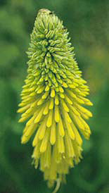 KNIPHOFIA 'C.M.PRICHARD'