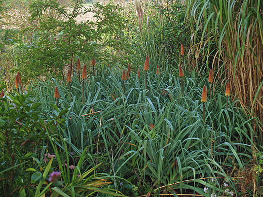 KNIPHOFIA CAULESCENS