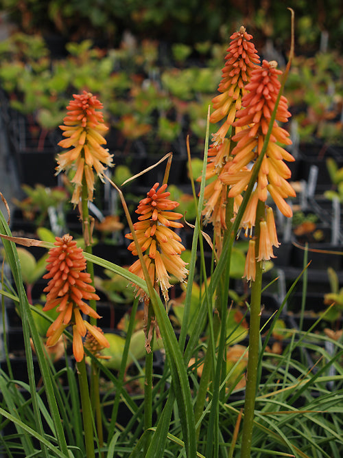 KNIPHOFIA 'CREAMSICLE'