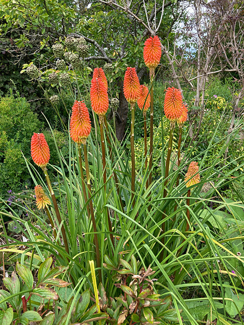 KNIPHOFIA 'ED'S FINDLING'