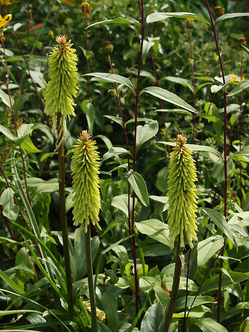 KNIPHOFIA 'GREEN JADE'