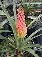 KNIPHOFIA HIRSUTA
