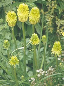 KNIPHOFIA LINEARIFOLIA