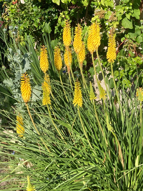 KNIPHOFIA 'LUNA'