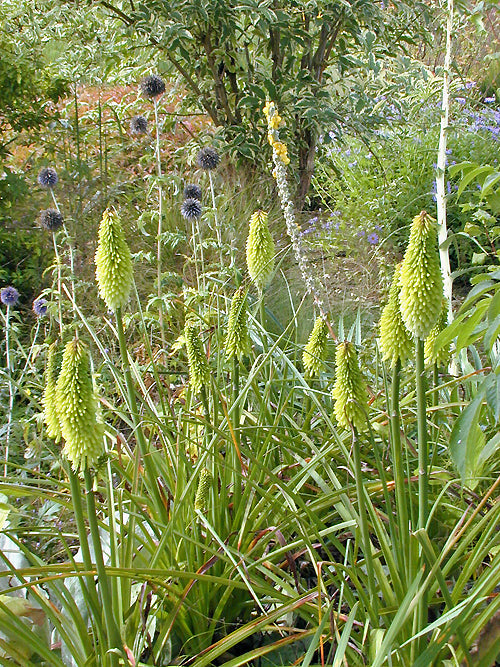 KNIPHOFIA 'MERMAIDEN'