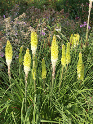KNIPHOFIA 'PERCY'S PRIDE'