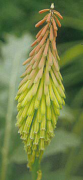 KNIPHOFIA PORPHYRANTHA