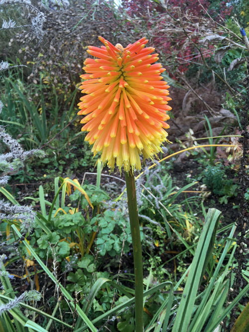 KNIPHOFIA ROOPERI not quite