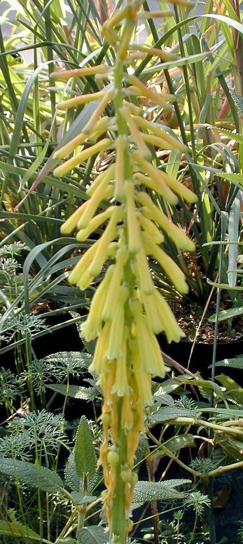 KNIPHOFIA 'TUBERGENIANA'