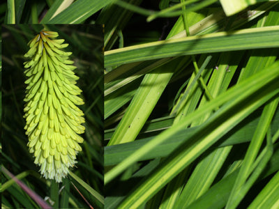 KNIPHOFIA variegated 'PERCY'S PRIDE'