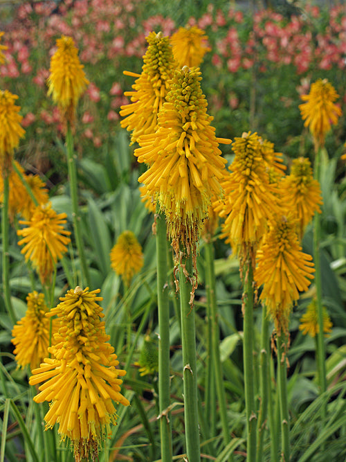 KNIPHOFIA 'YELLOW CHEER'