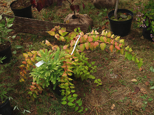 KOLKWITZIA 'AMABILIS DREAM CATCHER'