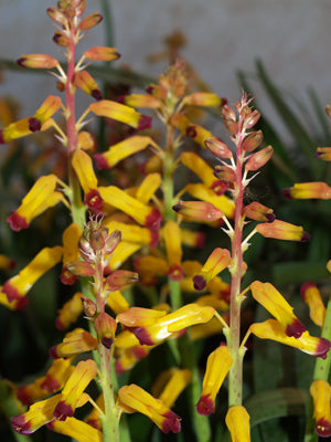 LACHENALIA 'ROSABETH'