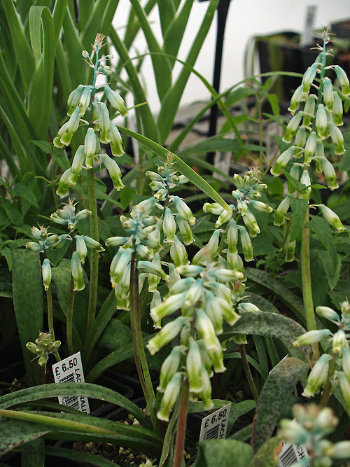 LACHENALIA VANZYLIAE