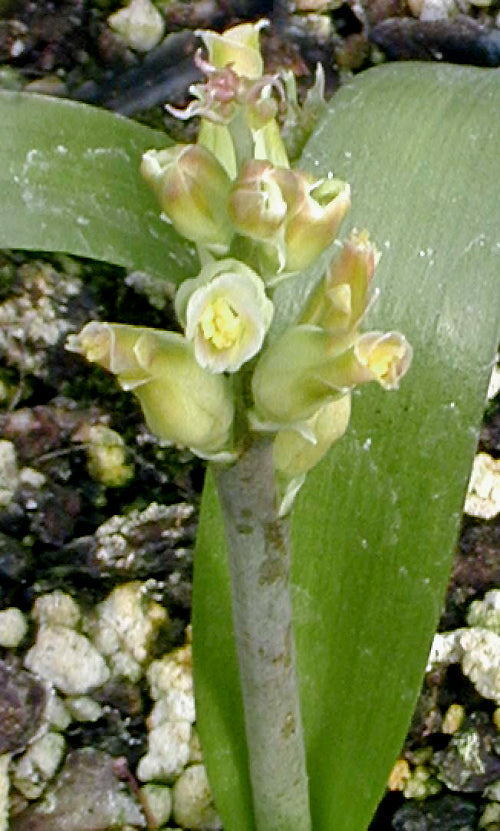 LACHENALIA ALGOENSIS