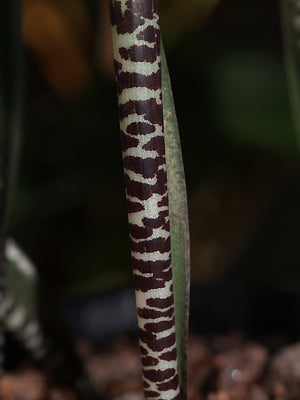LACHENALIA ATTENUATA