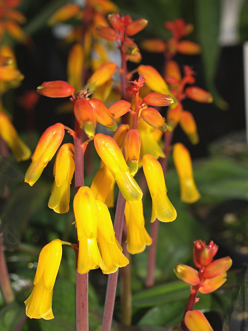 LACHENALIA ALOIDES var.BIColour
