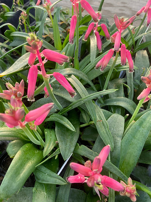 LACHENALIA BULBIFERA