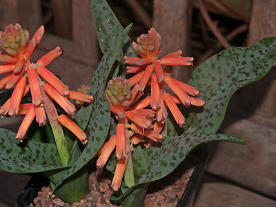 LACHENALIA BULBIFERA var.RUST-EN-VREDE