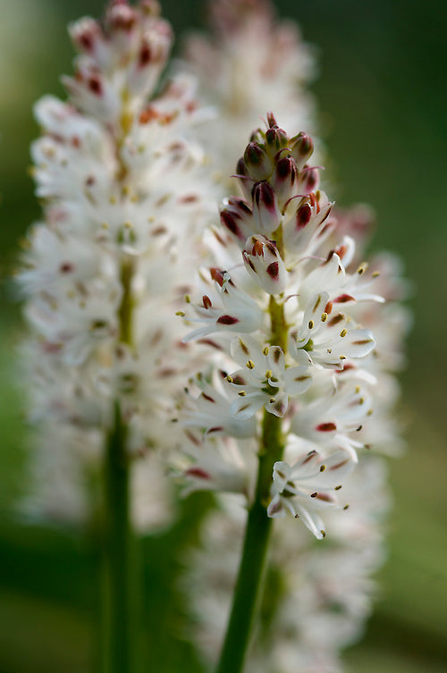 LACHENALIA COMPTONII