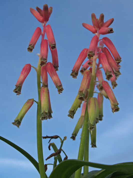 LACHENALIA BULBIFERA 'GEORGE'