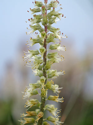 LACHENALIA KOMBERGENSIS