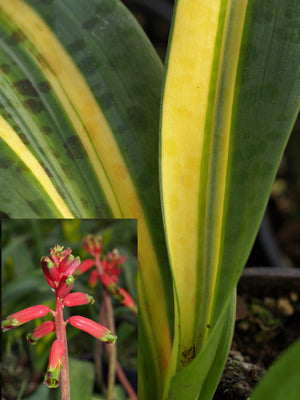 LACHENALIA 'LEMON RIPPLE'