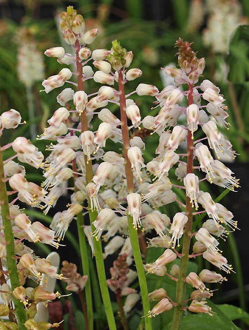 LACHENALIA LATIMERAE