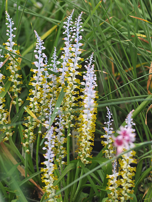 LACHENALIA MUTABILIS