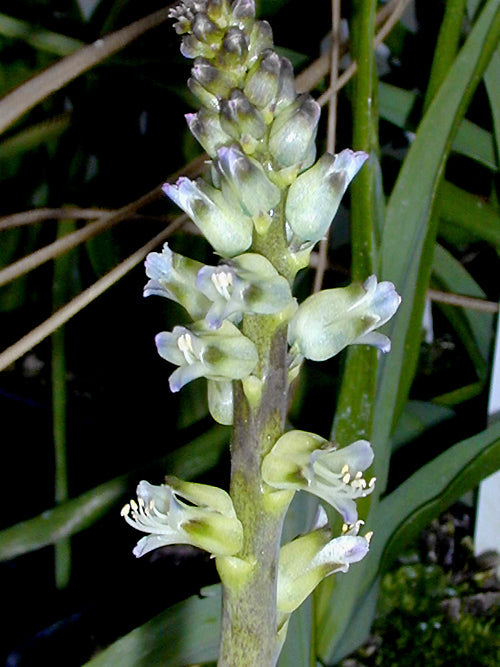 LACHENALIA NEILII