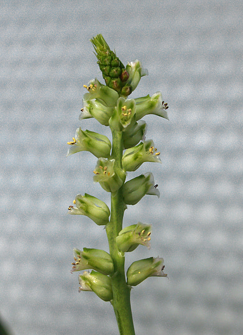 LACHENALIA OBSCURA