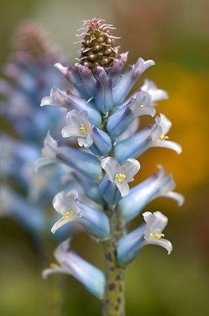LACHENALIA ORCHIOIDES var.GLAUCINA
