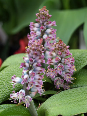 LACHENALIA PUSTULATA