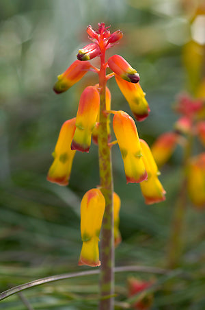 LACHENALIA QUADRIColour